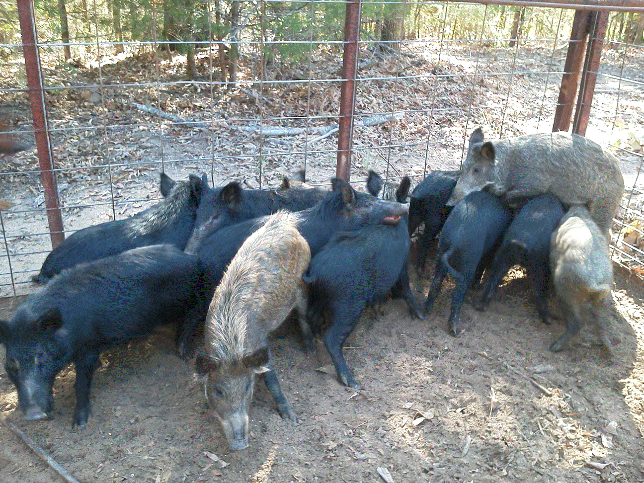 Hogs in the trap close up.gif
